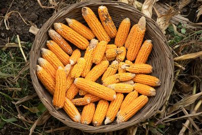On achieving Indigenous food sovereignty