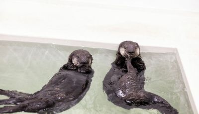 An otter by another name: Shedd Aquarium reveals names for rescued sea otters