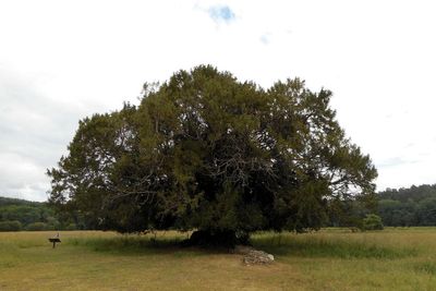 ‘Magnificent’ yew in abbey’s grounds crowned as Woodland Trust Tree of the Year