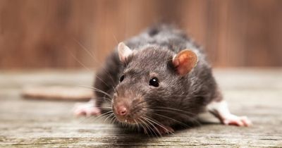 Man says he is 'prisoner in own home' after an invasion of rats on his doorstep