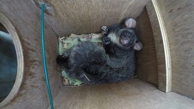 VicForests failed to protect endangered gliders in Gippsland and Central Victoria, court finds