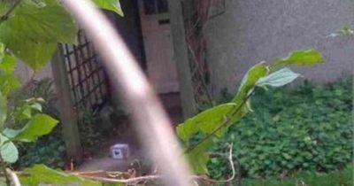 Footage shows delivery driver launching parcel into man's garden and running off