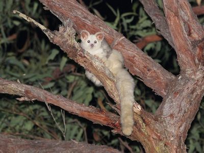 Logging agency failing to protect possums