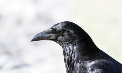 Country diary: A peckish crow appears to observe the Green Cross Code