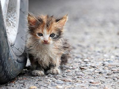 Hundreds of cats could be left hungry and homeless this winter, charity warns