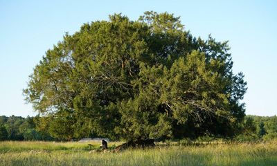 Ancient yew in ruined Surrey abbey crowned UK tree of the year