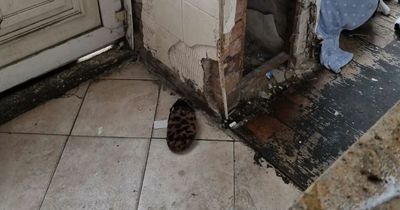 Vulnerable, elderly woman faces winter without hot water or heating in squalid house