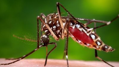 Free vaccines handed out in western NSW as mosquito-borne illness threat looms