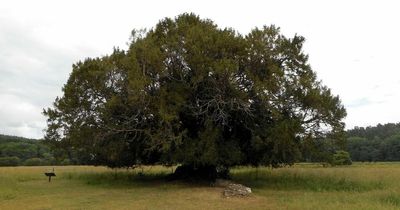 Ancient yew tree in ruined abbey named UK's Tree Of The Year