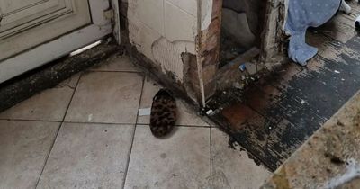 Scousers' 'hearts broken' as pensioner 'may not survive winter' in squalid house