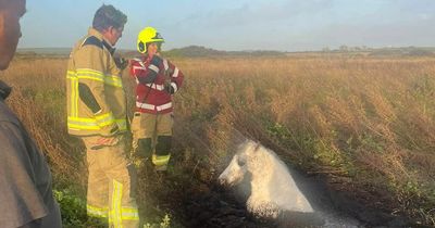 Firefighters save pony stuck in muddy bog with only her head and neck poking out
