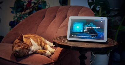 Music composed specially to help cats relax on Bonfire Night available via Alexa