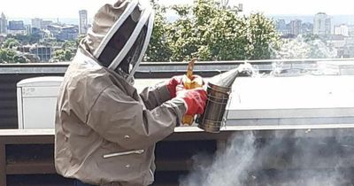 High-flying businessman quits glamorous Dubai lifestyle and becomes accidental beekeeper in London