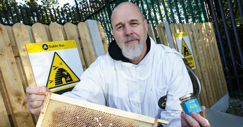 Dublin Bus mechanic hopes to expand bee hives after…