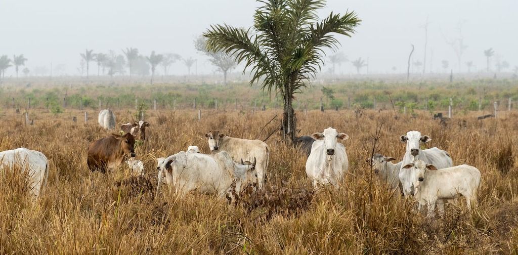 Zero deforestation in the Amazon is now possible