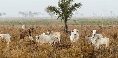 Zero deforestation in the Amazon is now possible – here's what needs to happen