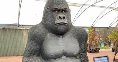 Sadness as beloved Mapperley Gorilla leaves garden centre for new home