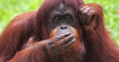 Orangutan stuns zoo visitors with hilarious poses - including smoking a cigarette