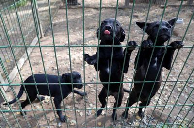 Pets returned to shelters in Hungary as owners face rising costs