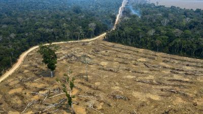 Brazil's supreme court rules to reactivate fund to protect Amazon rainforest