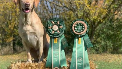 Rocco takes to heart being a true champion hunting retriever, ‘efficiently, fast and with style’