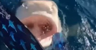 Diver who almost jumped into enormous jaws of tiger shark insists it was her fault