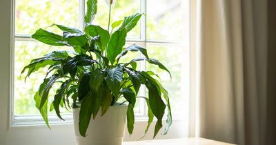 B&Q selling plant that banishes mould and condensation in your home for just £7