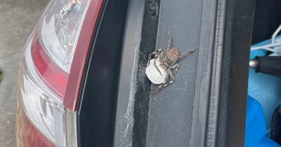 Man discovers nest of world's largest spider in boot of his car with 200 babies
