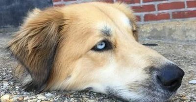 Optical illusion of dog with floating head is blowing people's minds