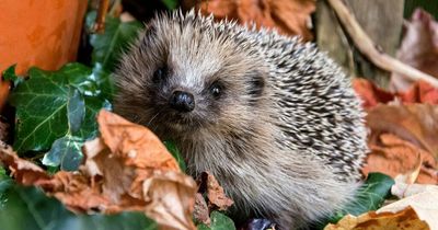 Blyth Wildlife Rescue urges people to look out for hedgehogs this Bonfire Night