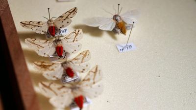 Griffith University climate change research in Lamington National Park studies impact on insects