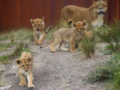Wire fence investigated after lions escape