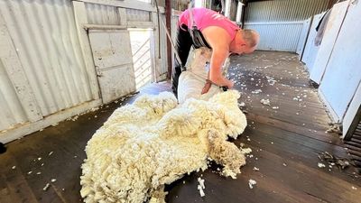 Shearing for Liz fundraiser musters more than $160,000 for breast cancer research