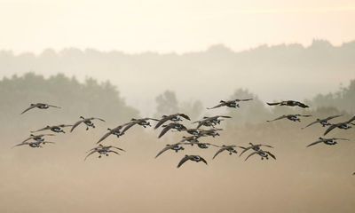 Country diary: The changing nature of the estuaries