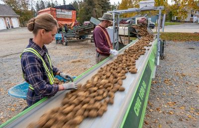 Star Trek for potatoes: can a hi-tech farm save french fries from the climate crisis?