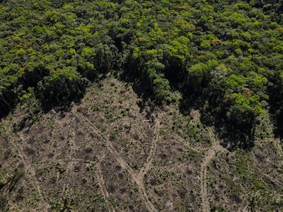 Last year's deforestation pledge is off to a slow start
