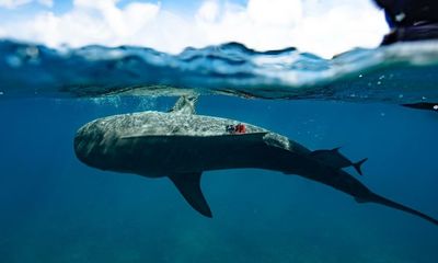 Scientists discover ‘world’s largest’ seagrass forest – by strapping cameras to sharks