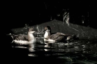 Glitter and plastics found in stomachs of seabirds on Skomer Island