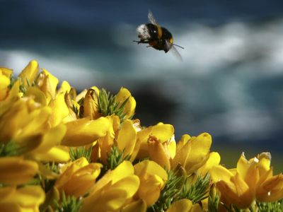 If bumblebees can play, does it mean they have feelings? This study suggests yes