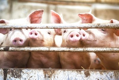Biogas tax credit benefits factory farms