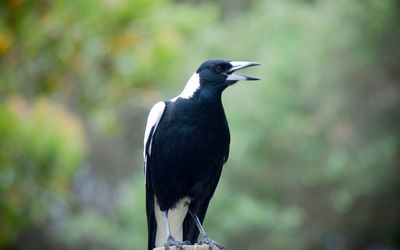 A dose of birdsong may work as therapy for depression