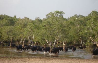 Southern wetland wins global accolade