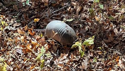 Armadillo under a deer stand Downstate to waxing poetic on the Northwoods