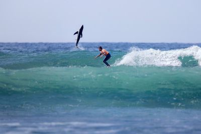 Great white shark photobombs epic photo of a surfer: ‘Photograph of a lifetime’