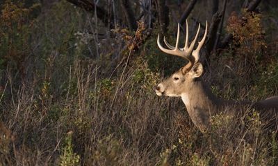 Hunters: ‘Don’t you dare put that deer head in the recycling bin!’