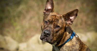 Big dog found alone on the streets just wants a home for Christmas