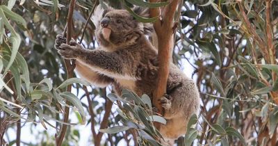 How a developer protected koala habitat in the Hunter