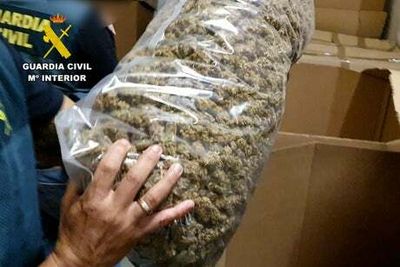 Police in Spain claim to have seized ‘largest ever’ cannabis stash following drugs raids