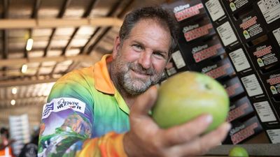 Successful mango season predicted for NT growers, but lingering workforce shortages remain