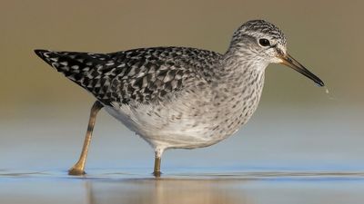 Sharp-tailed sandpiper flies nearly 10,000km from Russia to outback Australia for summer holiday